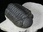 Morocops (Phacops) Trilobite #12899-1